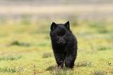 SCHIPPERKE 199